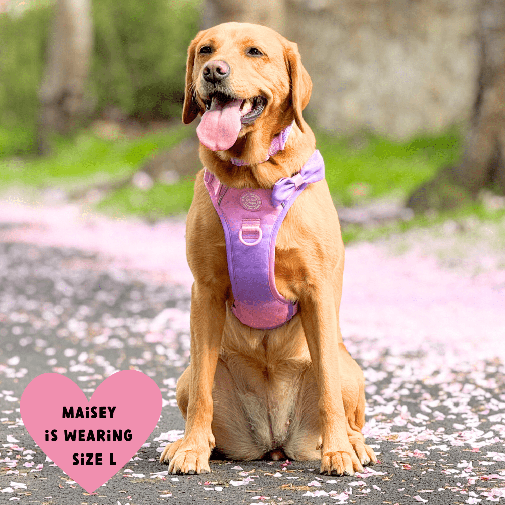 Bailey and Coco - Trail & Glow Dog Harness - COLOUR DROPS® - Love that for you