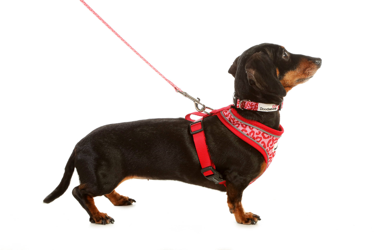 Doodlebone - Padded Dog lead