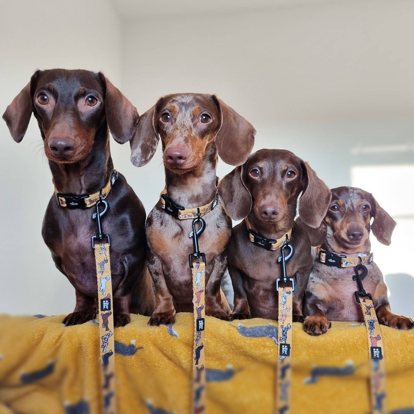 The aDoraBle Pooch Company - Dog Lead - Dashing Dachshunds