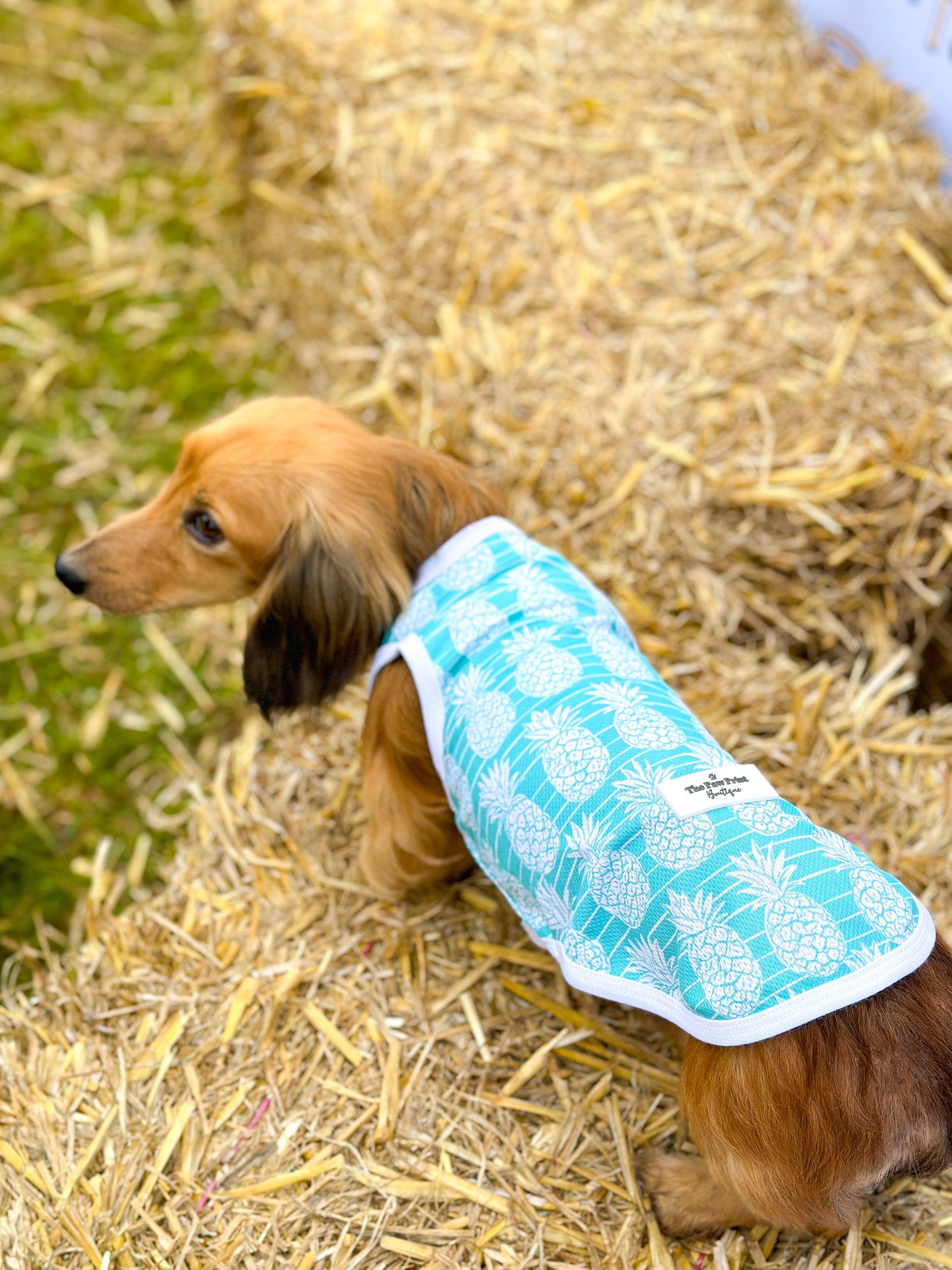 The Paw Print Boutique - The Pineapple Pawty Cooling Vest