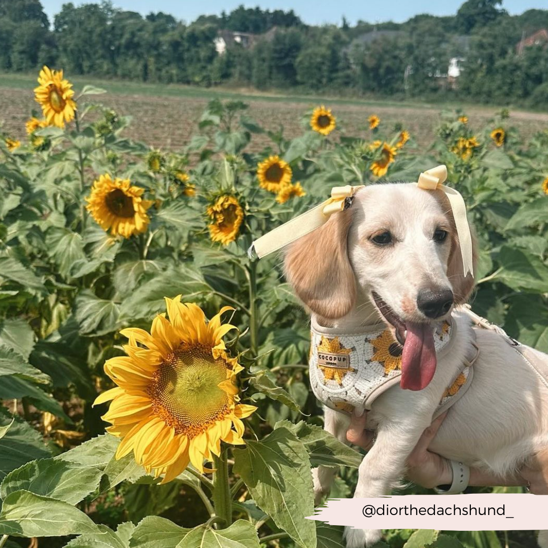 Cocopup London - Sunflower Patch Adjustable Neck Harness