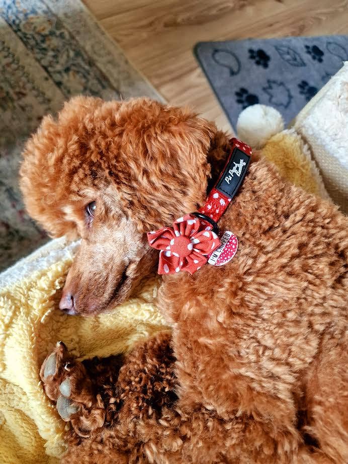 Pet Pooch Boutique - Poppy Toadstool Polkas Dog Collar