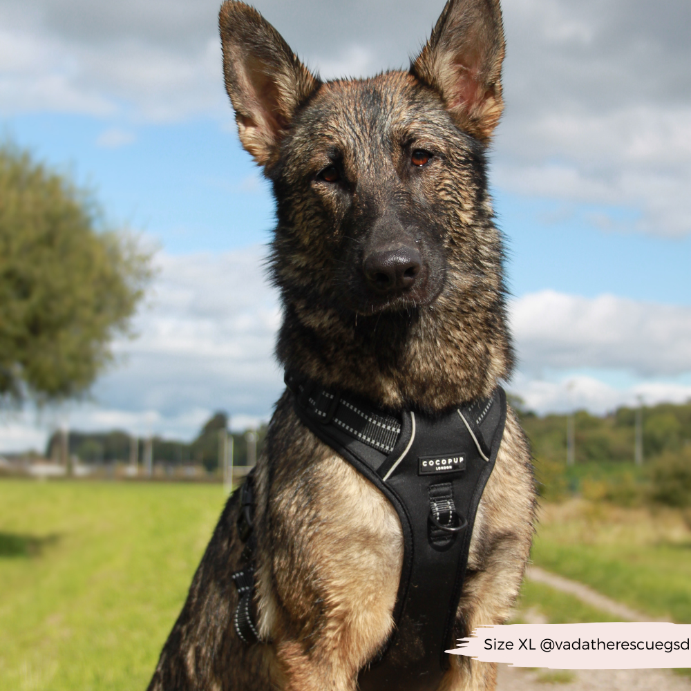 Cocopup London - Explore Harness - NAKD Liquorice