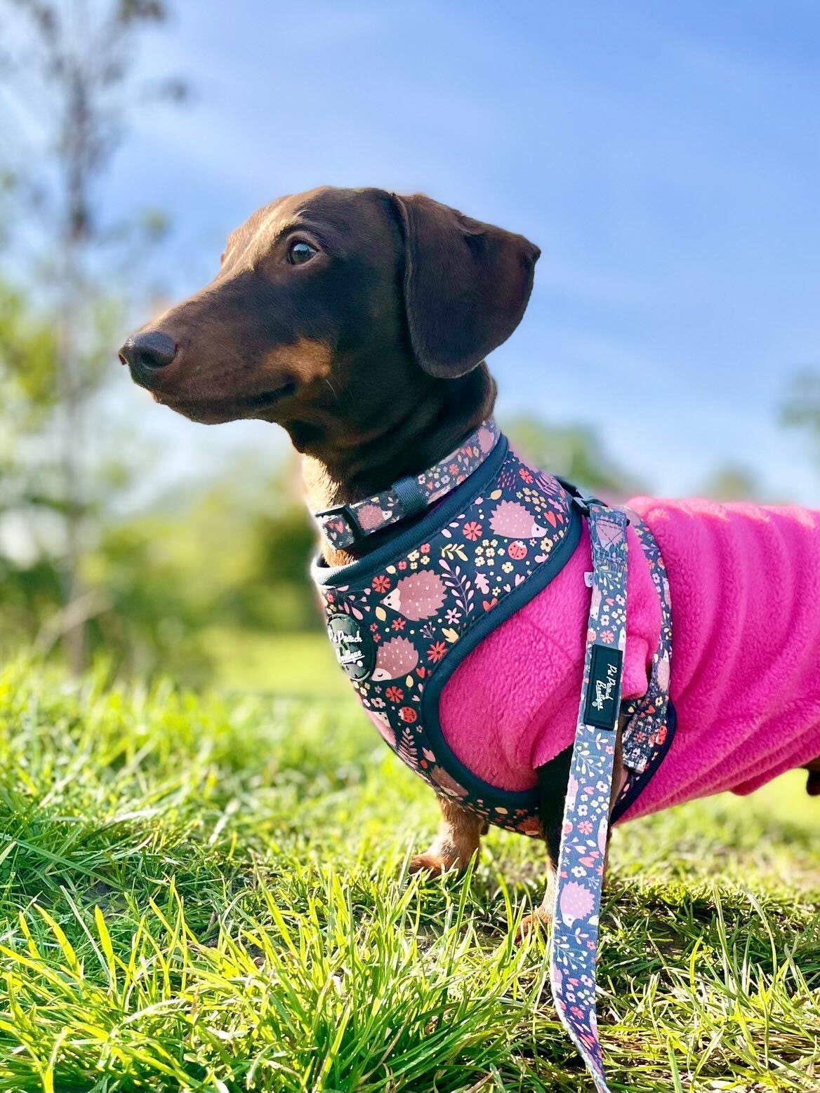 Pet Pooch Boutique - Woodland Hedgehog Dog Lead (autumn/animals)