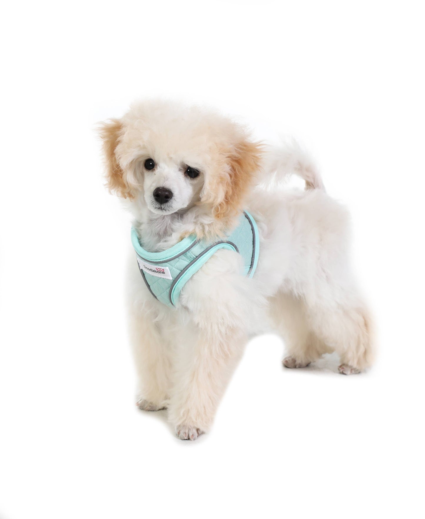 Doodlebone - Dinky Dog Snappy Harness