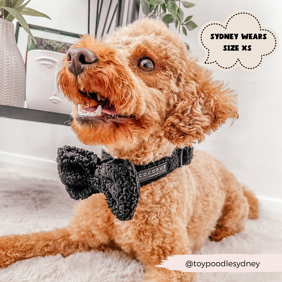 Cocopup London - Teddy Collar - Baloo