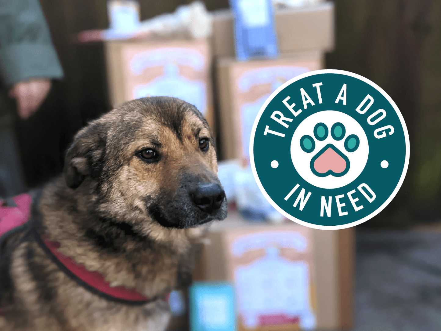 Goodchap's - Mrs Cook's Fish Cakes | Natural Dog Treats 