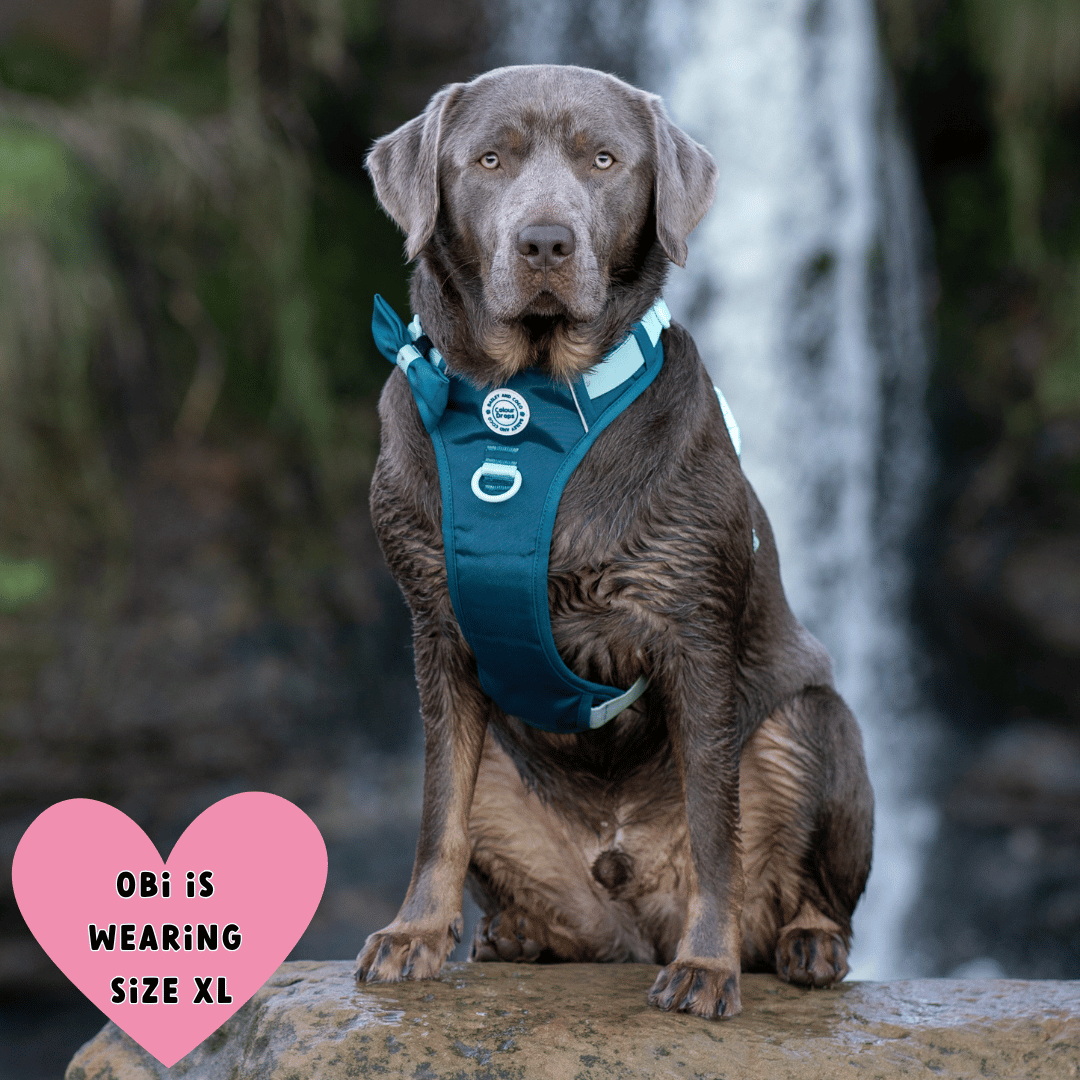 Bailey and Coco - Trail & Glow Dog Harness - COLOUR DROPS® - Ice Teal