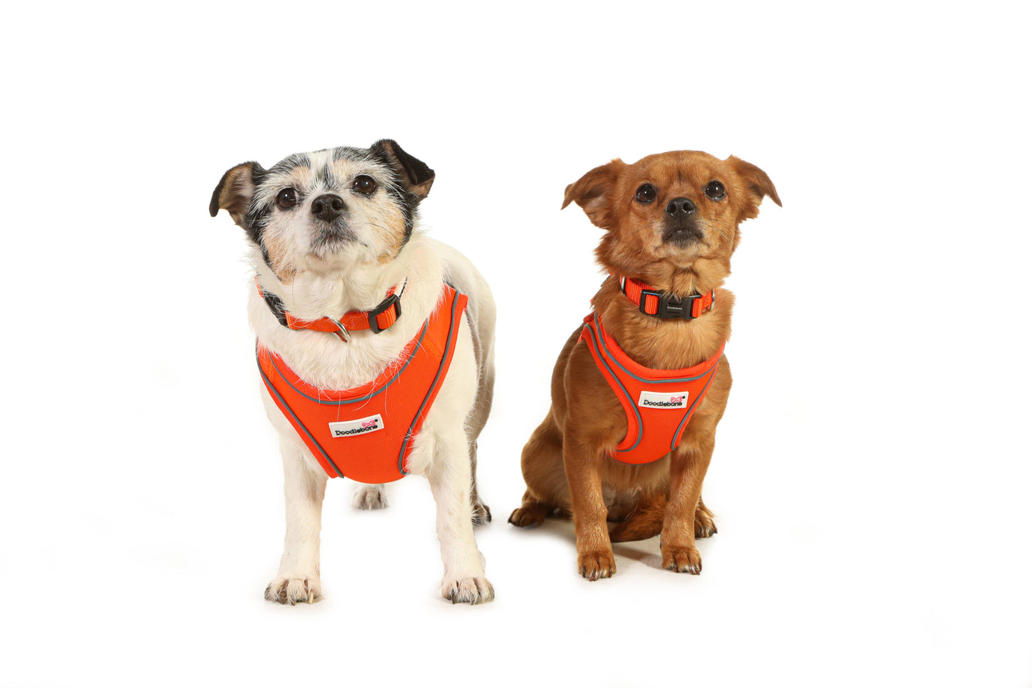Doodlebone - Snappy Dog Harness