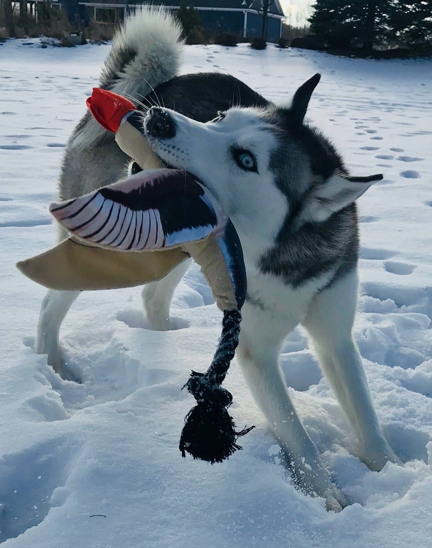 Fly & Fetch Launching Toys