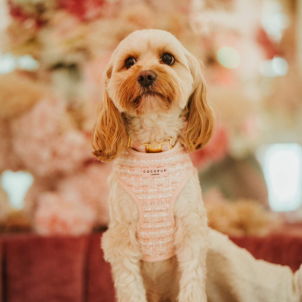 Cocopup London - Pink Textured Tweed Collar