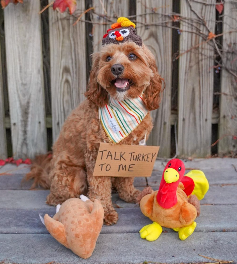 Midlee Designs - Midlee Roasted Thanksgiving Turkey Plush Dog Toy