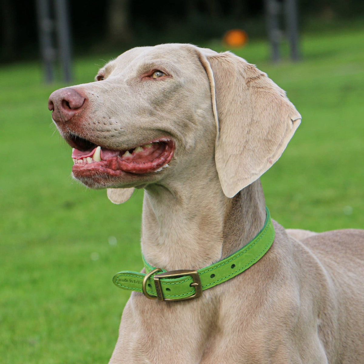 Ancol Pet Products Ltd - Timberwolf Leather Collar Green