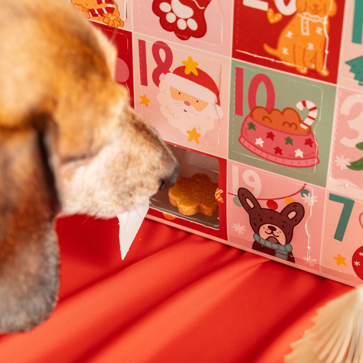 Fluff & Crumble - Christmas Advent Calendar for Dogs