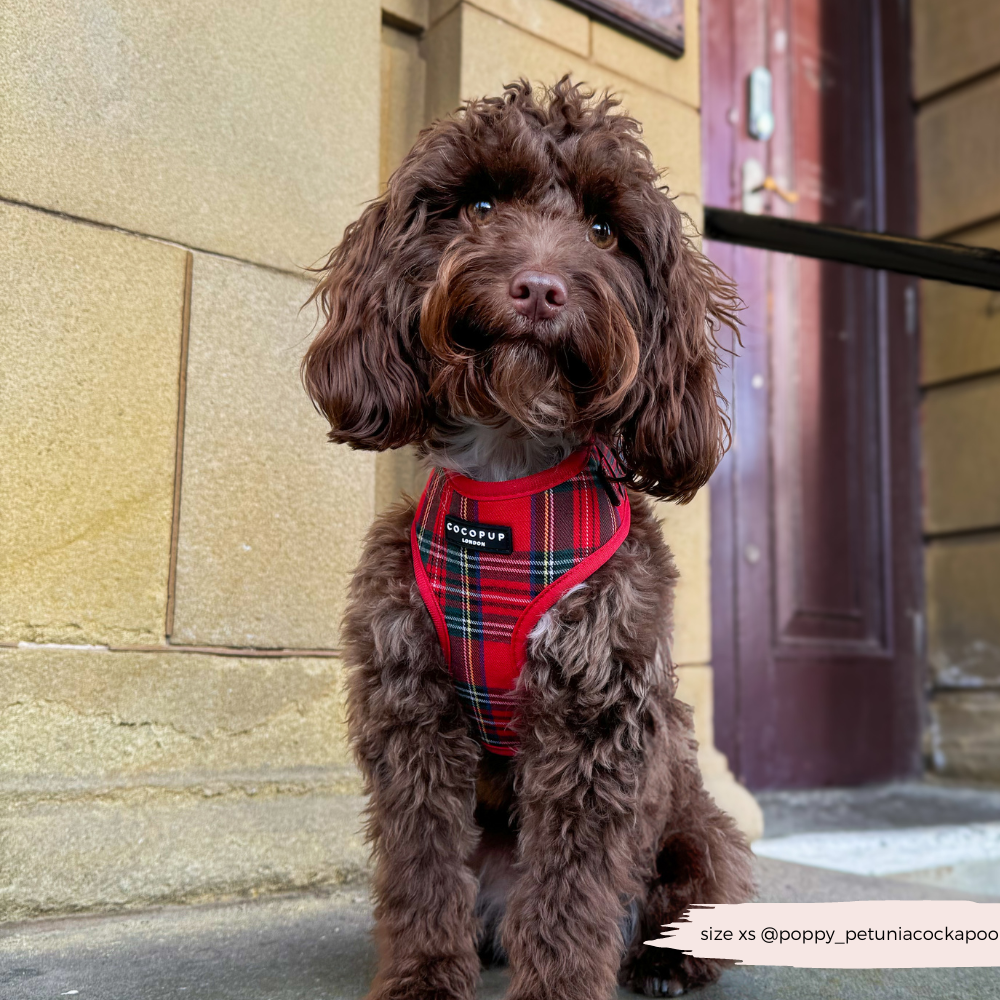 Cocopup London - Tartan Adjustable Neck HARNESS
