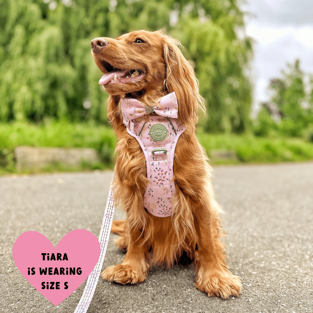 Bailey and Coco - Trail & Glow Dog Harness - COLOUR DROPS® - Pick Me