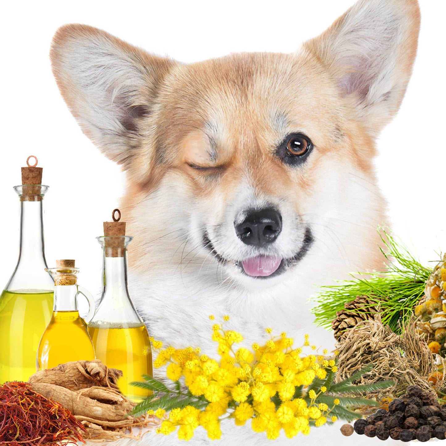 First Sniff Dog Cologne First Sniff Stays on Your Mind