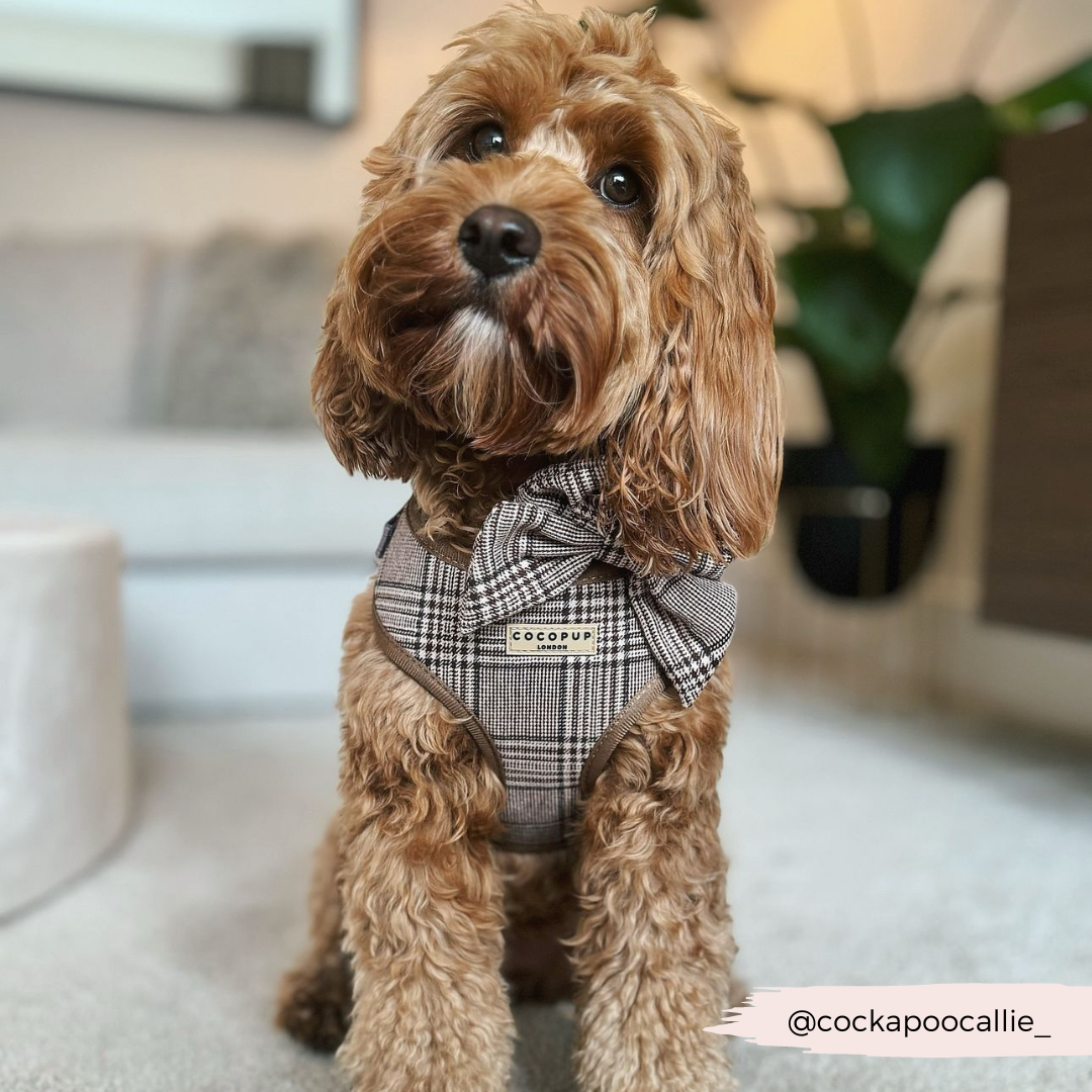 Cocopup London - Pup Plaid Adjustable Neck Harness