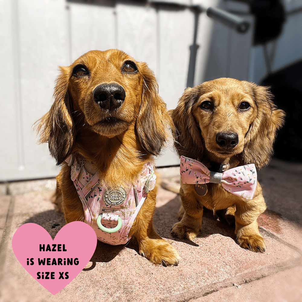 Bailey and Coco - Trail & Glow Dog Harness - COLOUR DROPS® - Pick Me