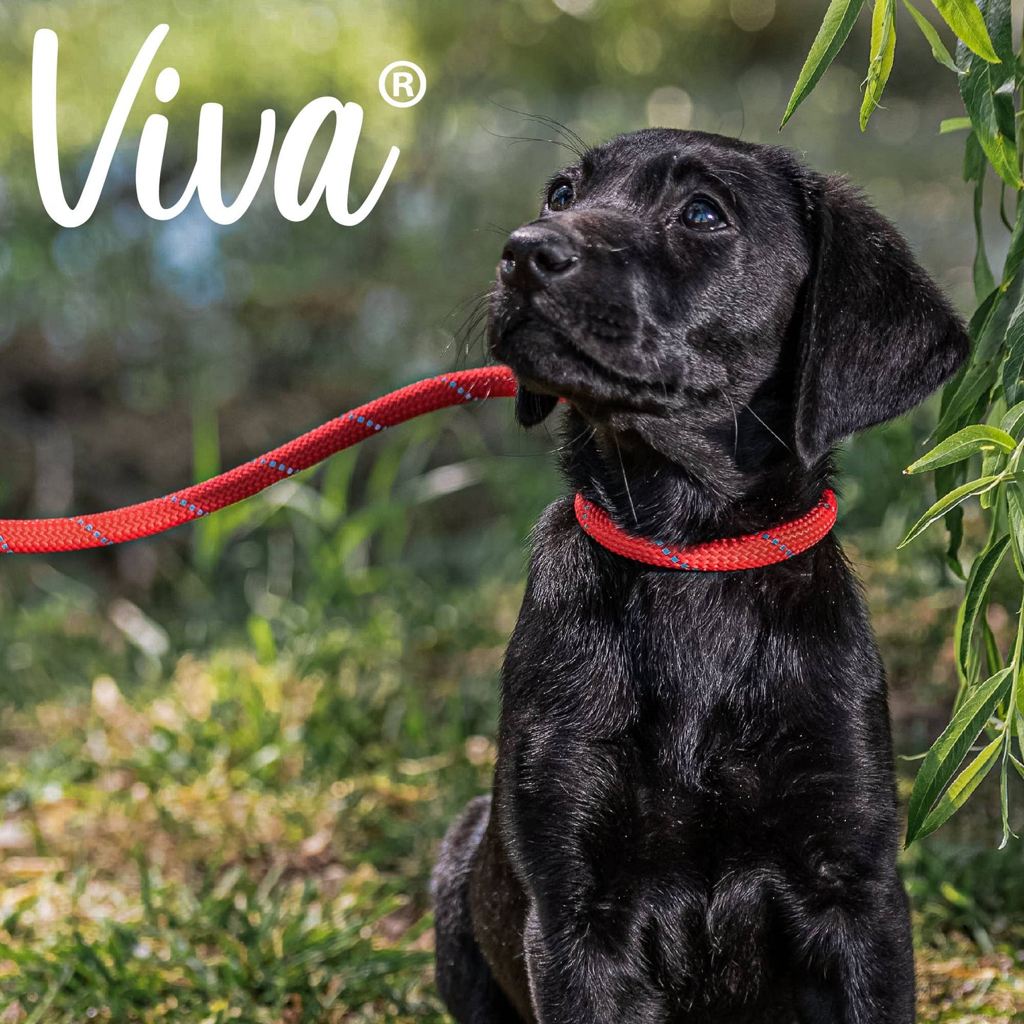Ancol Pet Products Ltd - Viva Rope Slip Lead Red