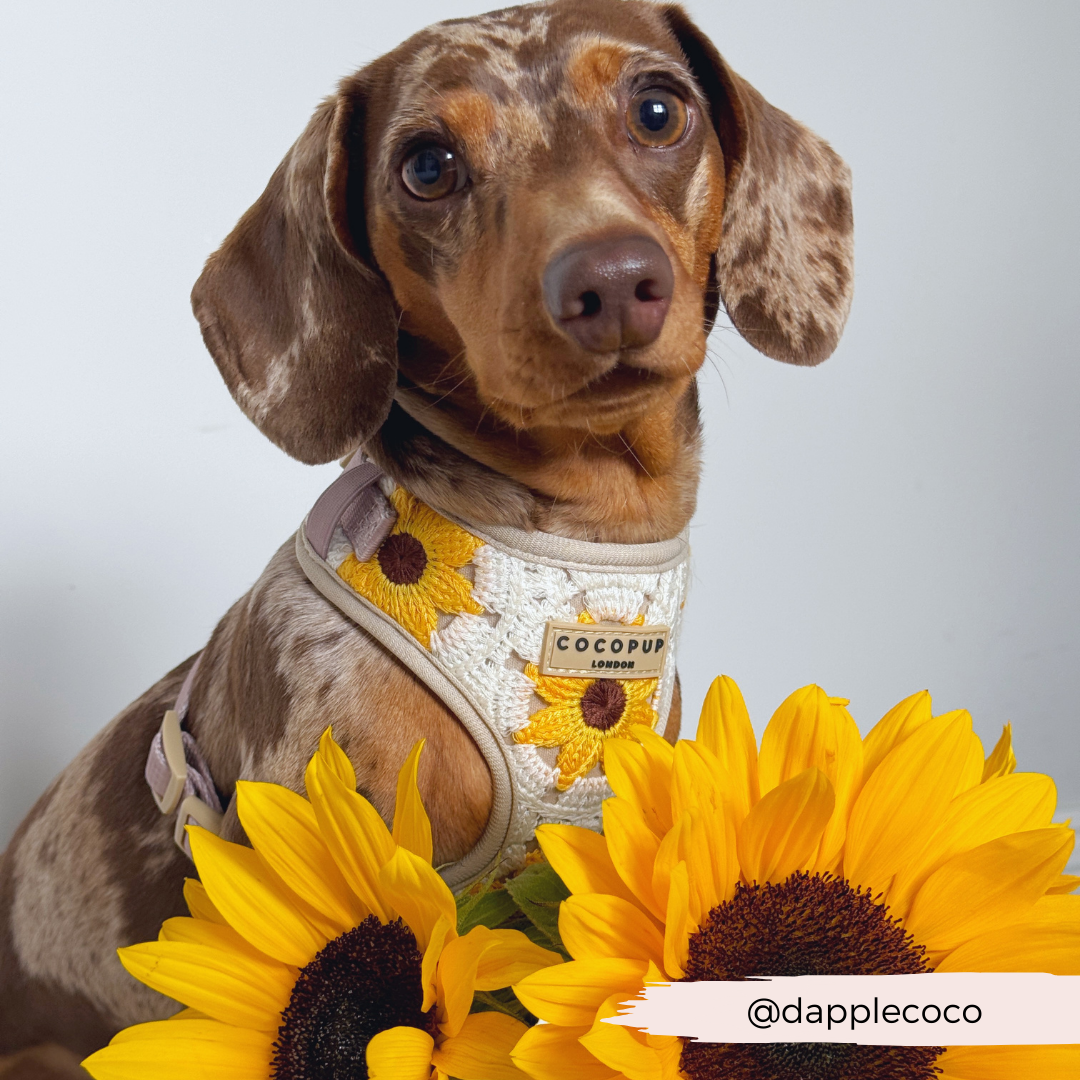 Cocopup London - Sunflower Patch Adjustable Neck Harness
