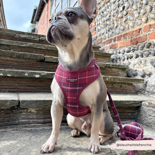 Cocopup London - Mulberry Plaid Lead