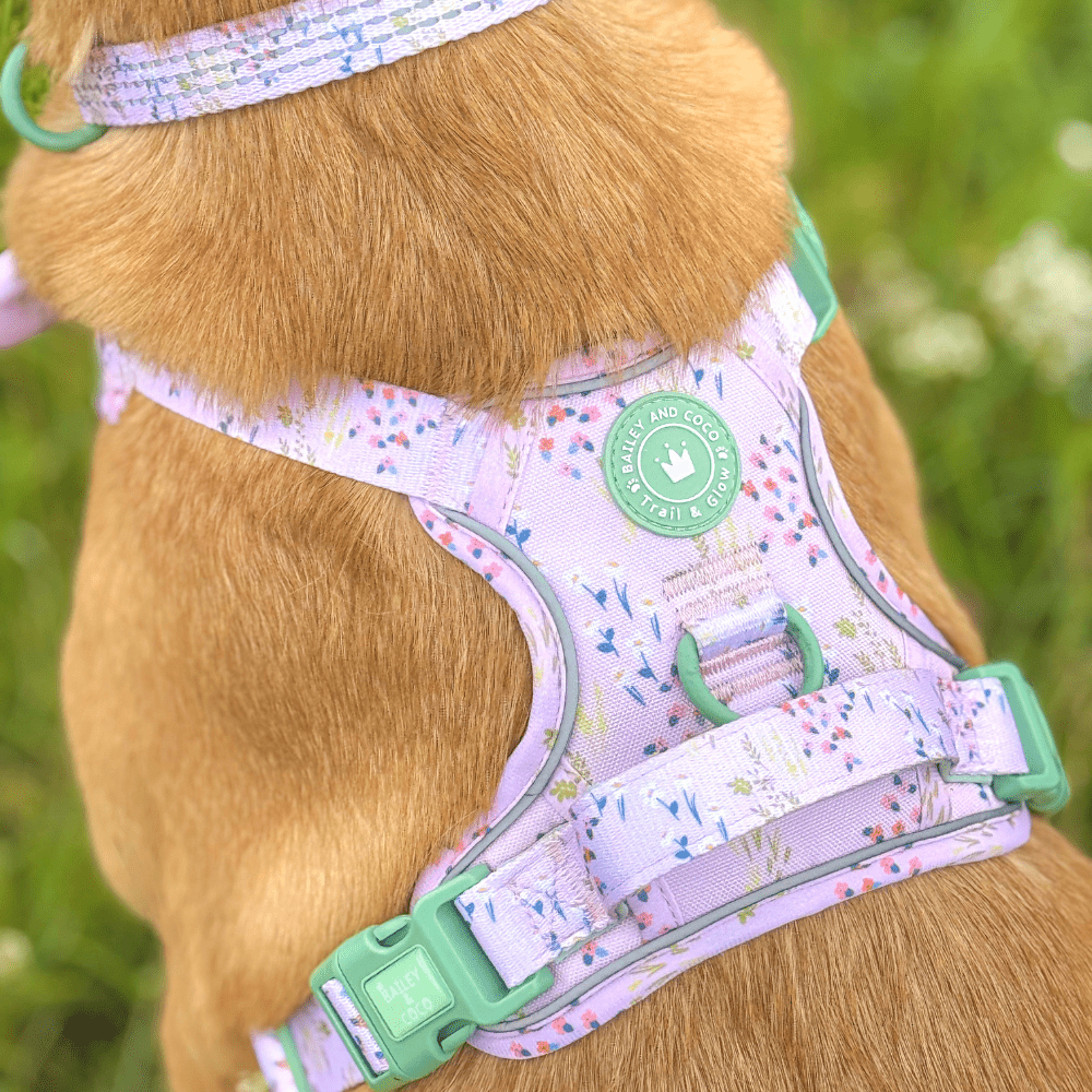 Bailey and Coco - Trail & Glow Dog Harness - COLOUR DROPS® - Pick Me