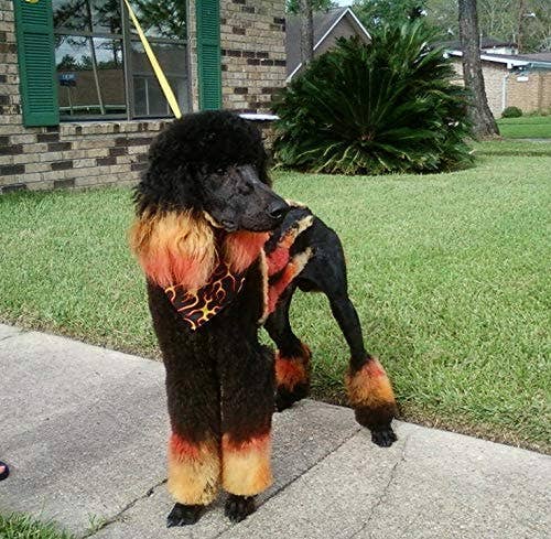 Critter Color - Temporary Fur Coloring - 7 Color Options