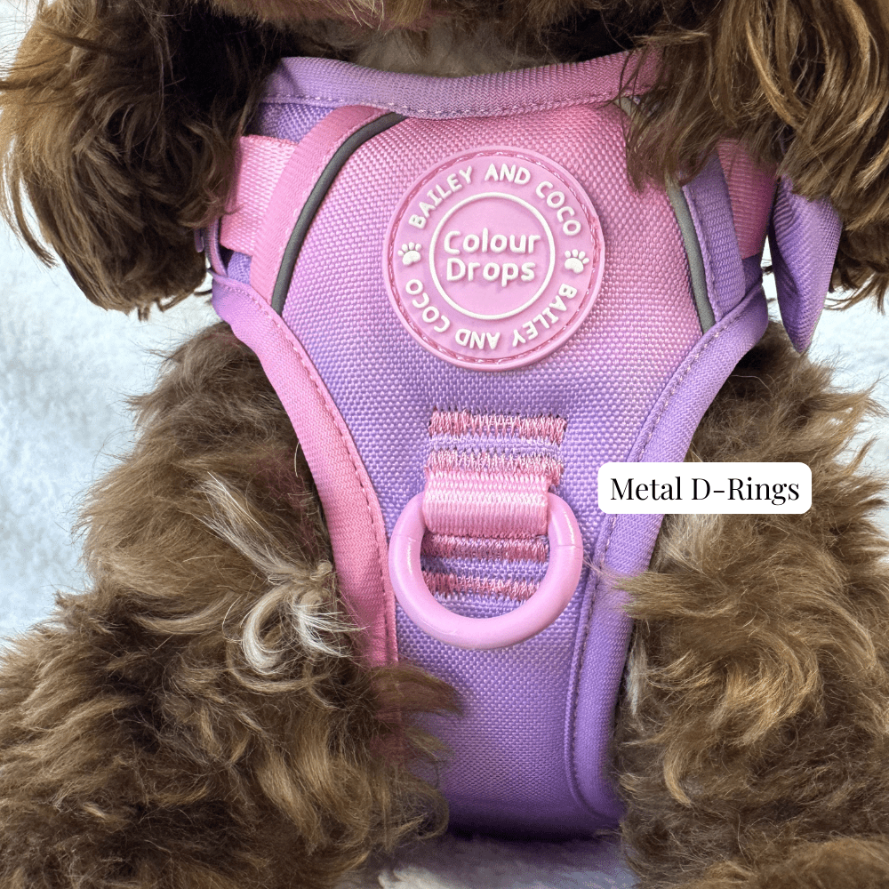 Bailey and Coco - Trail & Glow Dog Harness - COLOUR DROPS® - Love that for you