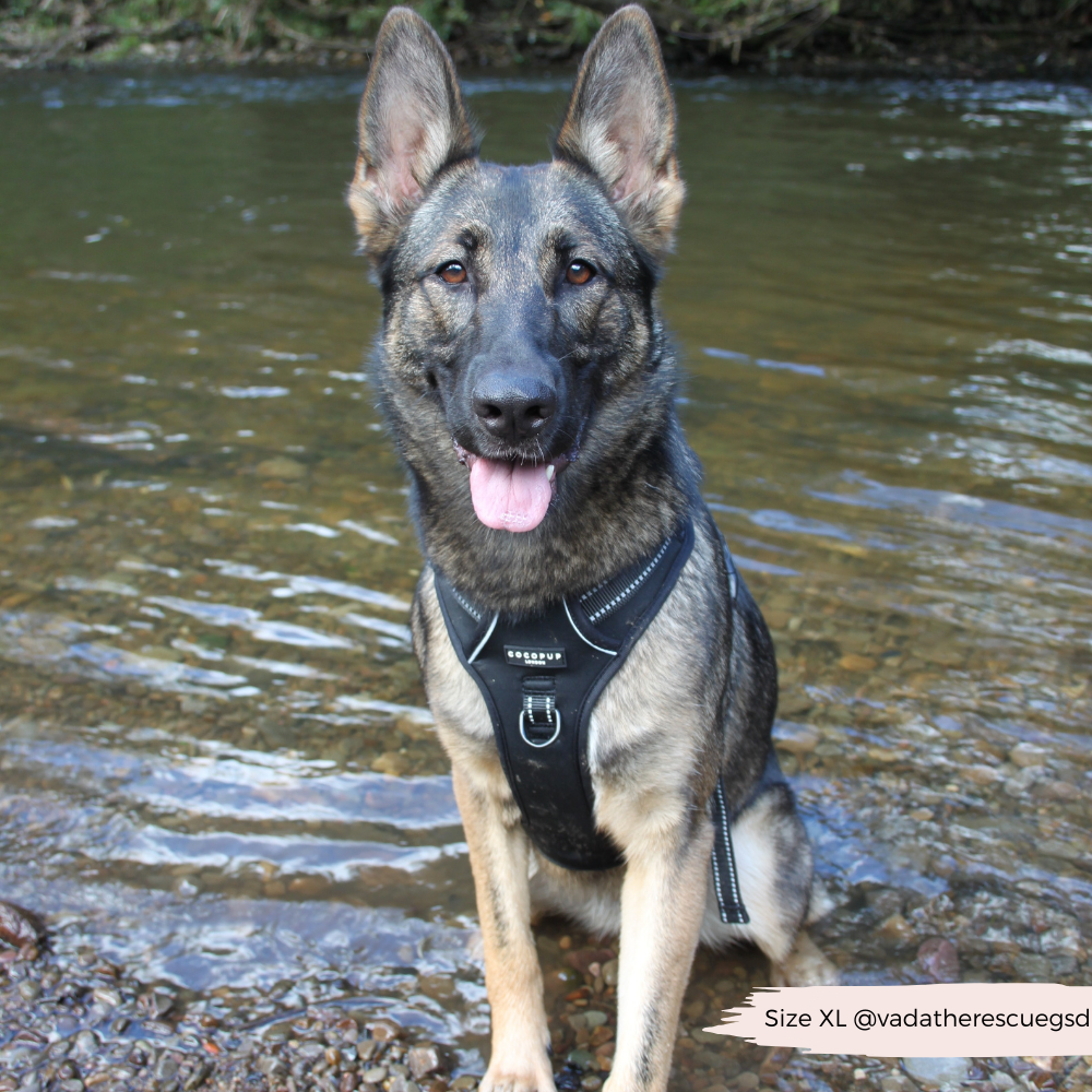Cocopup London - Explore Harness - NAKD Liquorice