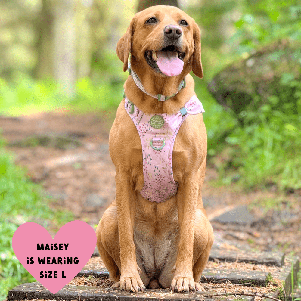 Bailey and Coco - Trail & Glow Dog Harness - COLOUR DROPS® - Pick Me