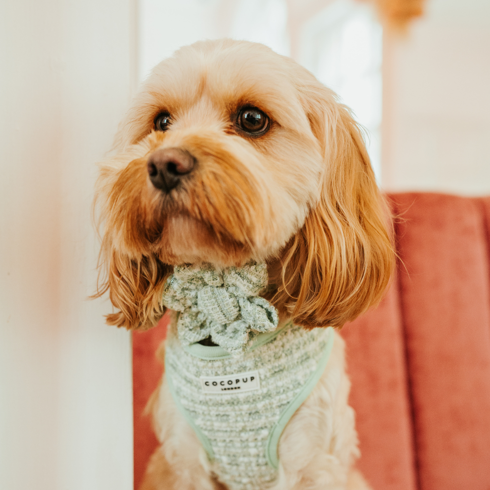 Cocopup London - Matcha Textured Tweed Collar Flower