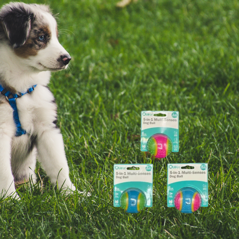 Quiker Pet Products - 5-in-1 Multi-Senses Dog Toy Ball 6cm