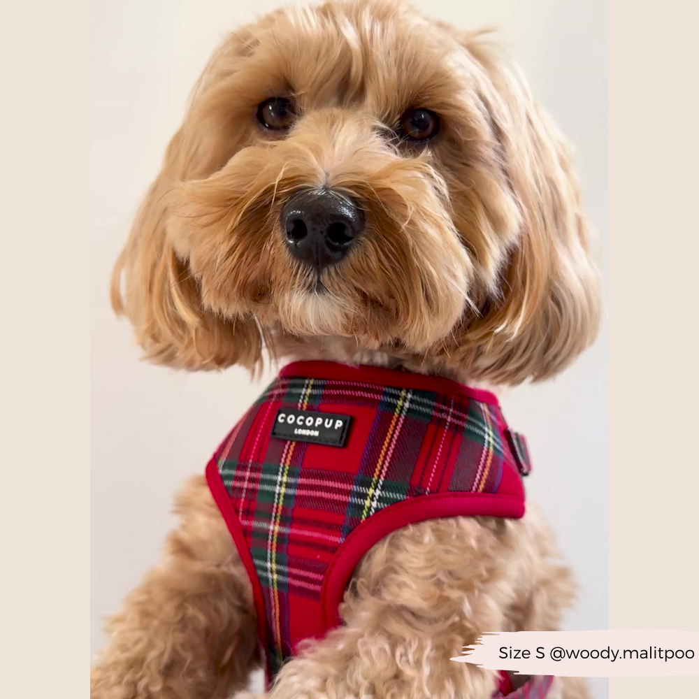 Cocopup London - Tartan Adjustable Neck HARNESS