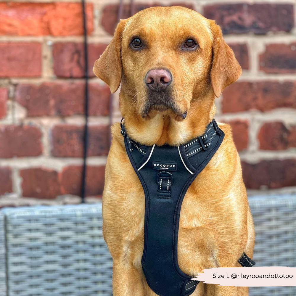 Cocopup London - Explore Harness - NAKD Liquorice