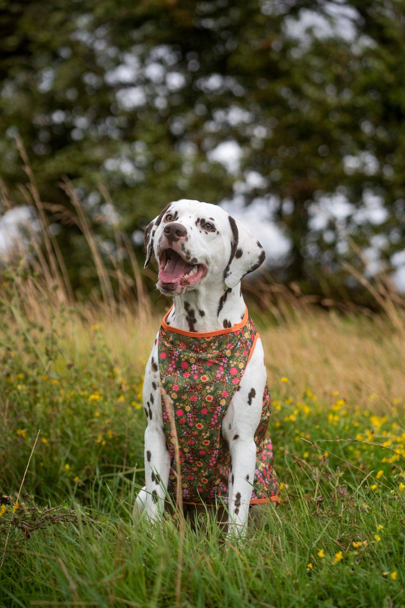 The Paw Print Boutique - The Tiger who came to TPPB Cooling Vest