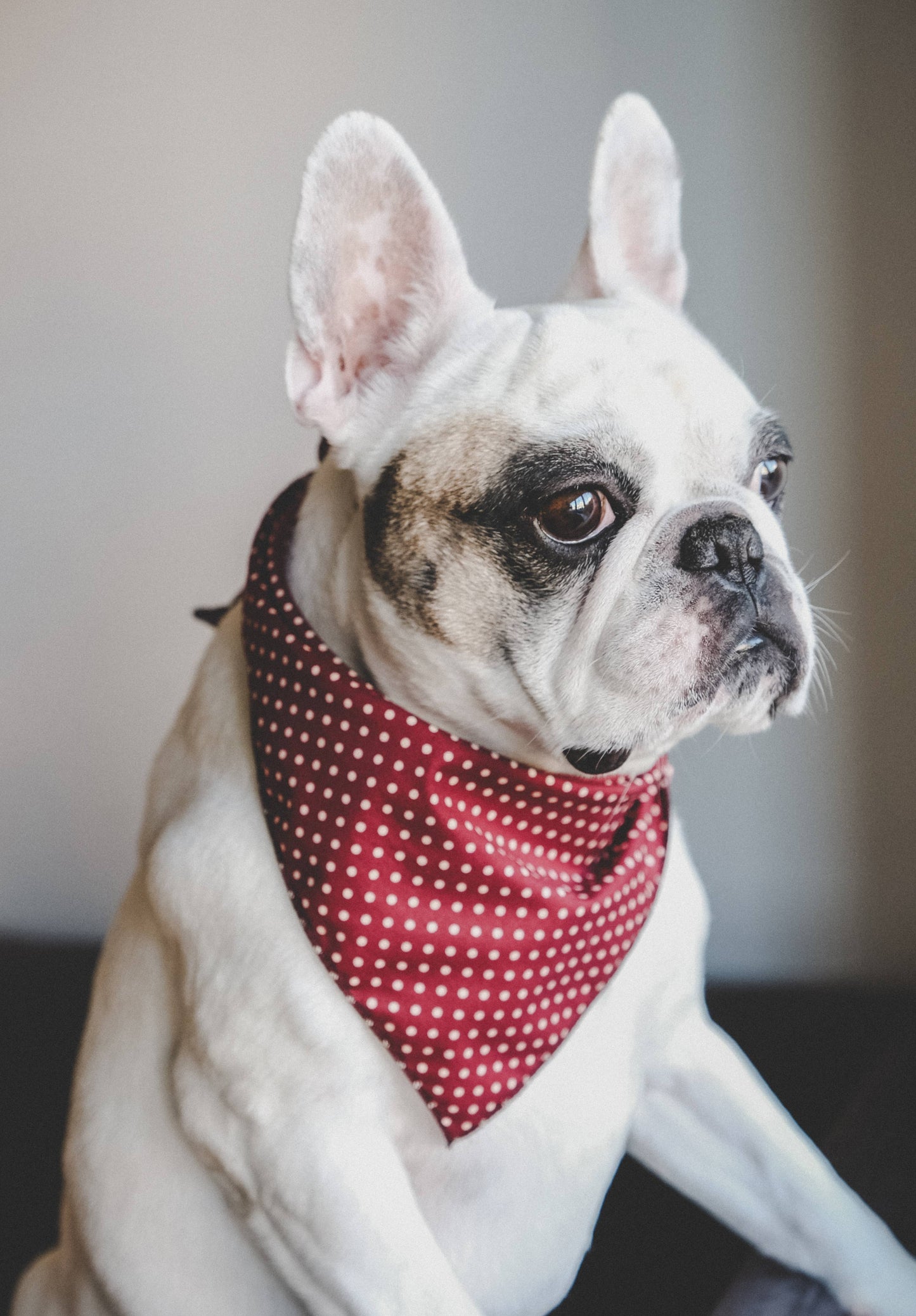 Pet Pooch Boutique - Olde English Red Polka Dot Dog Bandana (classic) - Handmade