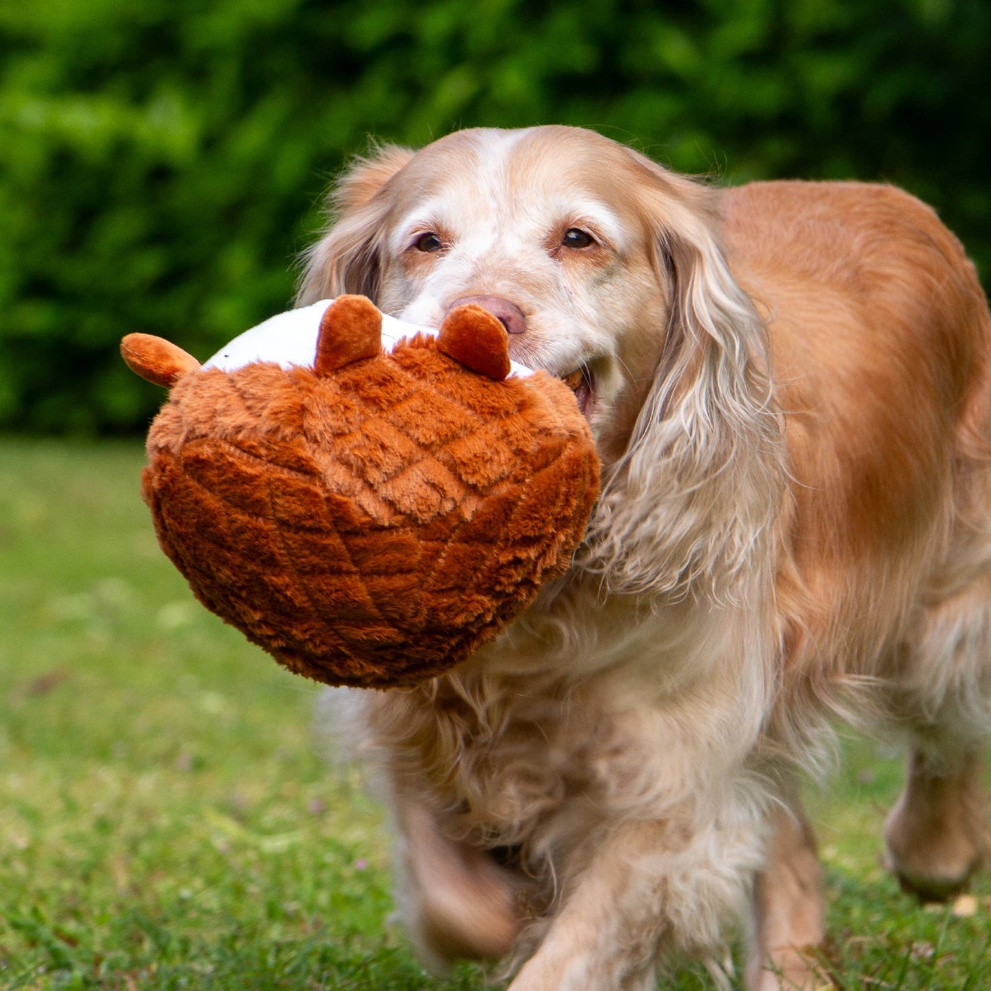 Ancol Pet Products Ltd - Playtime Cuddle Toy for Dogs - Quilted Woodland Animal