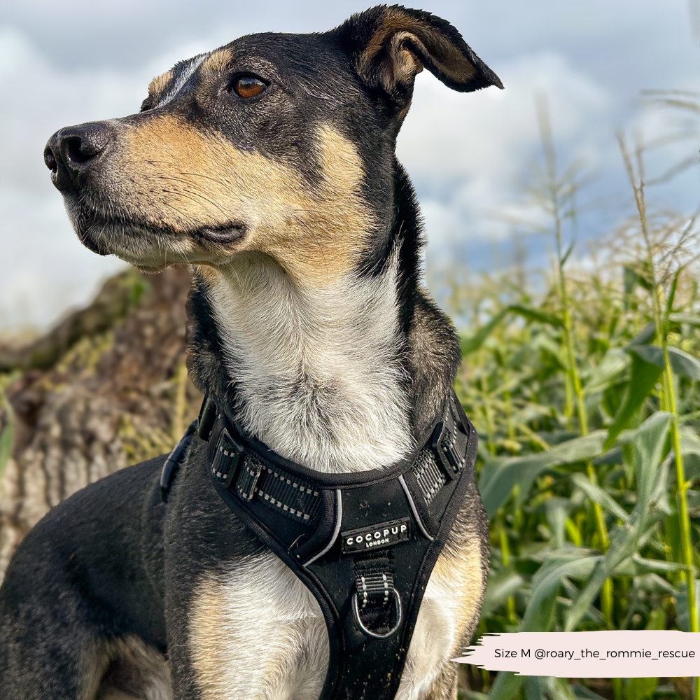Cocopup London - Explore Harness - NAKD Liquorice