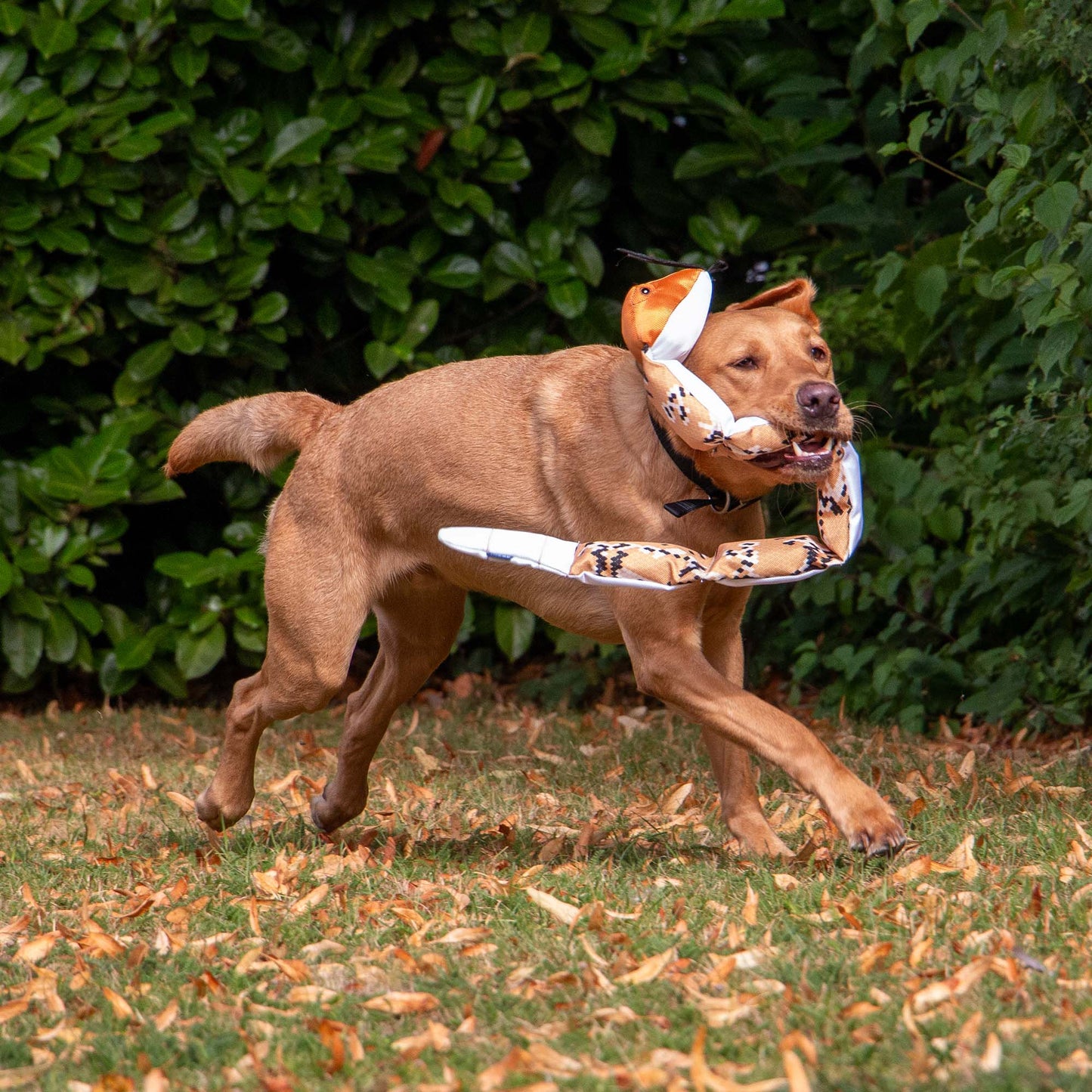 Ancol Pet Products Ltd - Playtime For Dogs Tough Durable Canvas  Super Snake
