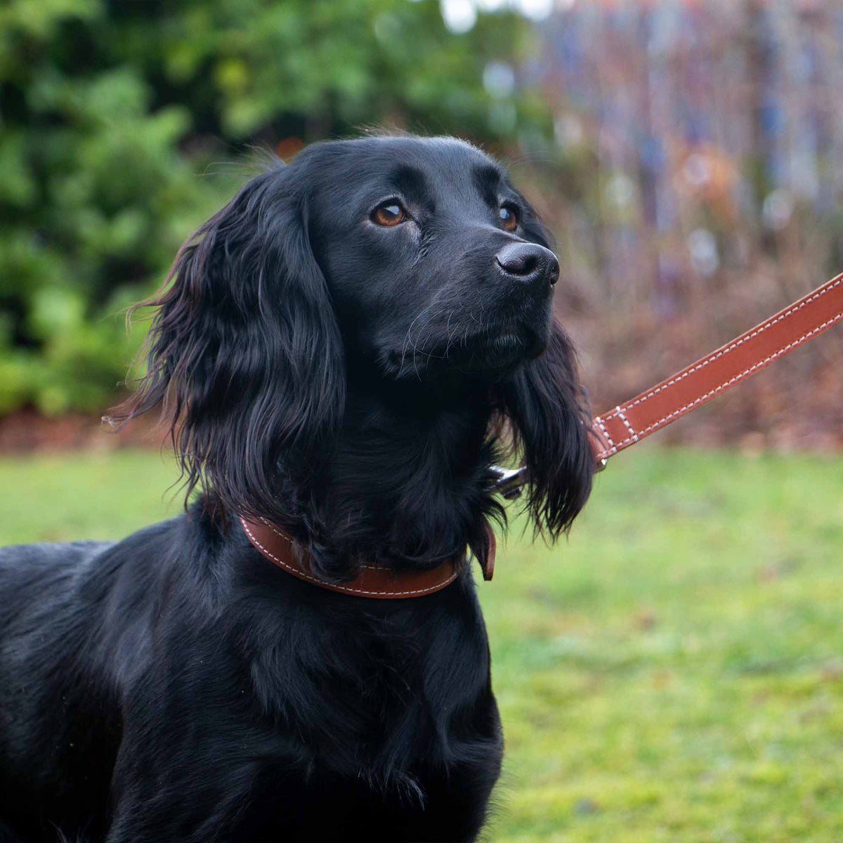 Ancol Pet Products Ltd - Heritage Collection Leather Lead ( Tan)