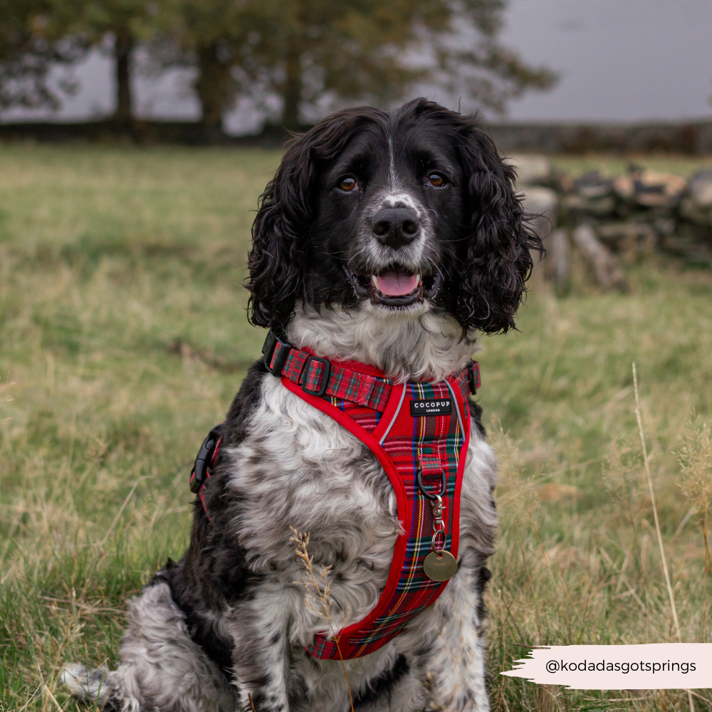 Cocopup London - Explore Harness - Tartan