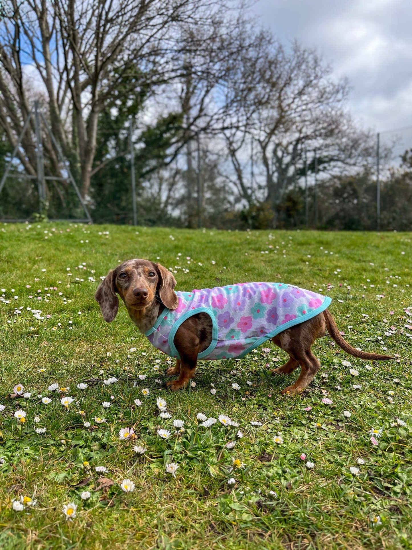 The Paw Print Boutique - The Minty Meadows / Flower Power Cooling Vest