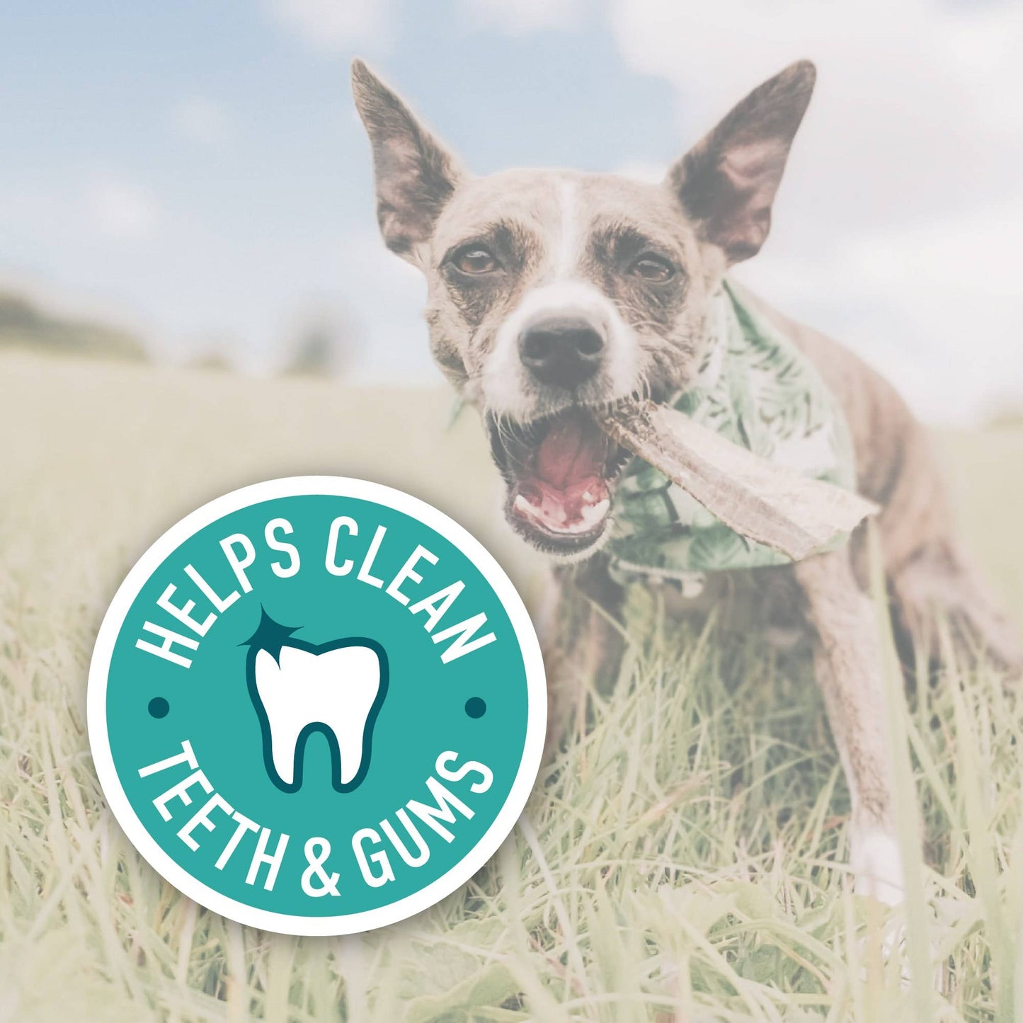 Doggy Bag | Natural Dog Treats & Chews