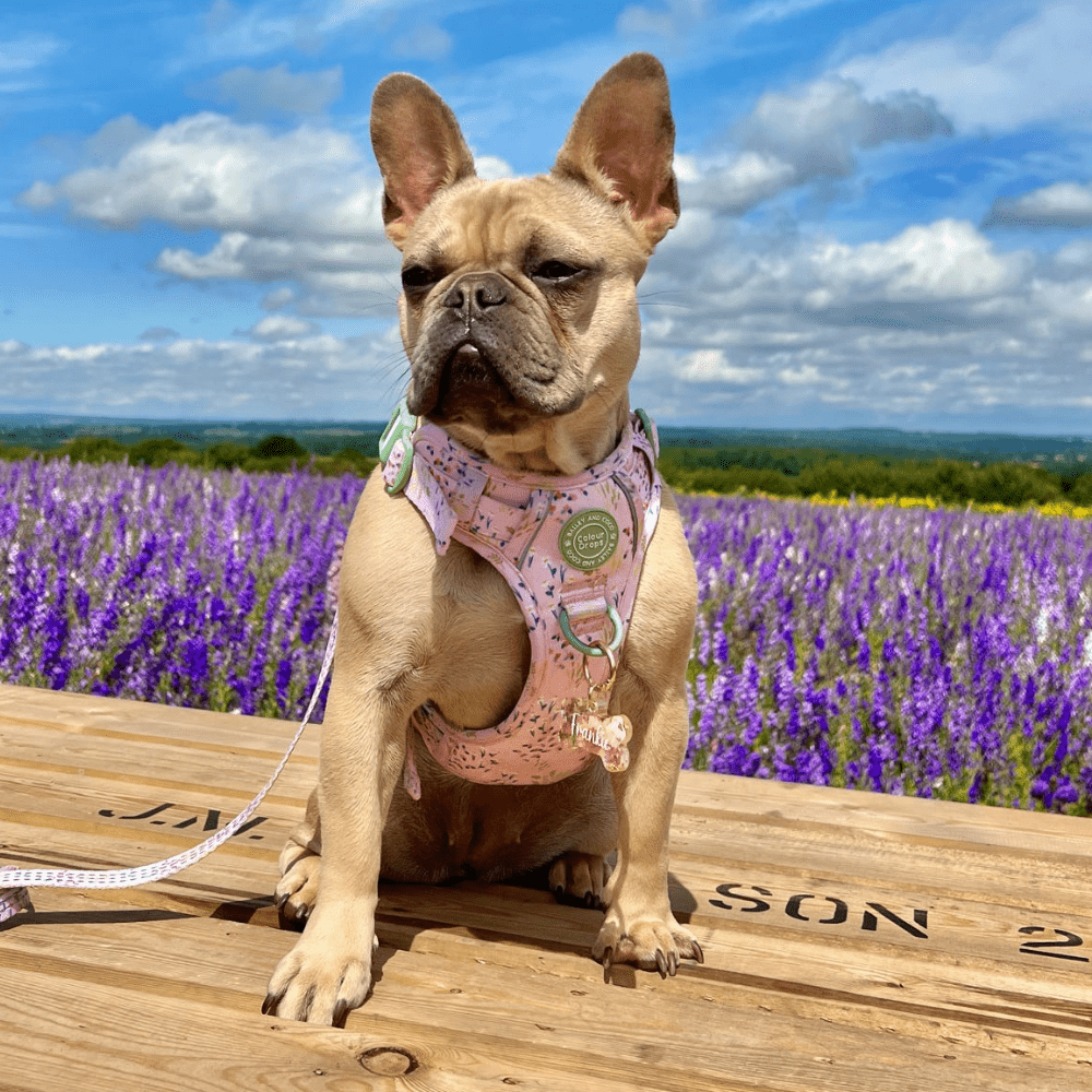 Bailey and Coco - Trail & Glow Dog Harness - COLOUR DROPS® - Pick Me