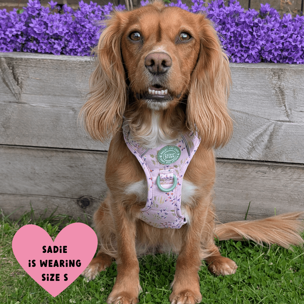 Bailey and Coco - Trail & Glow Dog Harness - COLOUR DROPS® - Pick Me