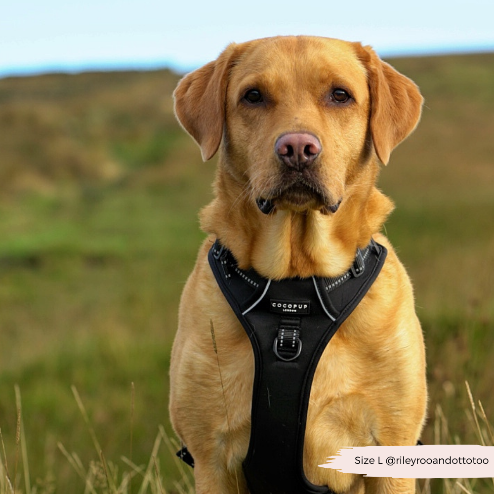 Cocopup London - Explore Harness - NAKD Liquorice