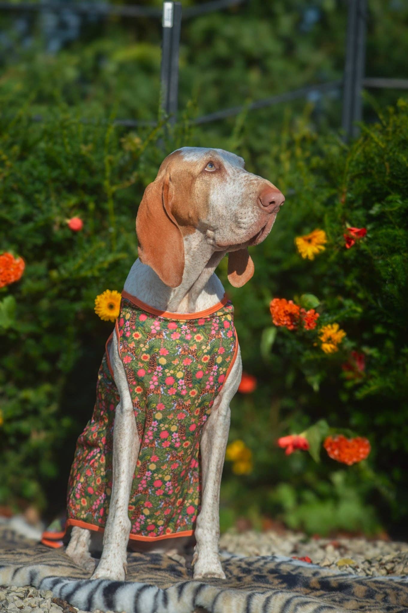 The Paw Print Boutique - The Tiger who came to TPPB Cooling Vest