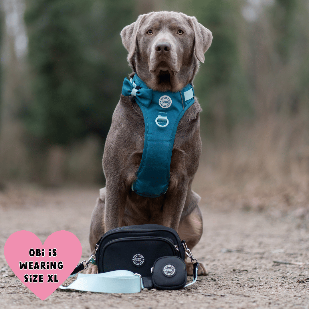 Bailey and Coco - Trail & Glow Dog Harness - COLOUR DROPS® - Ice Teal