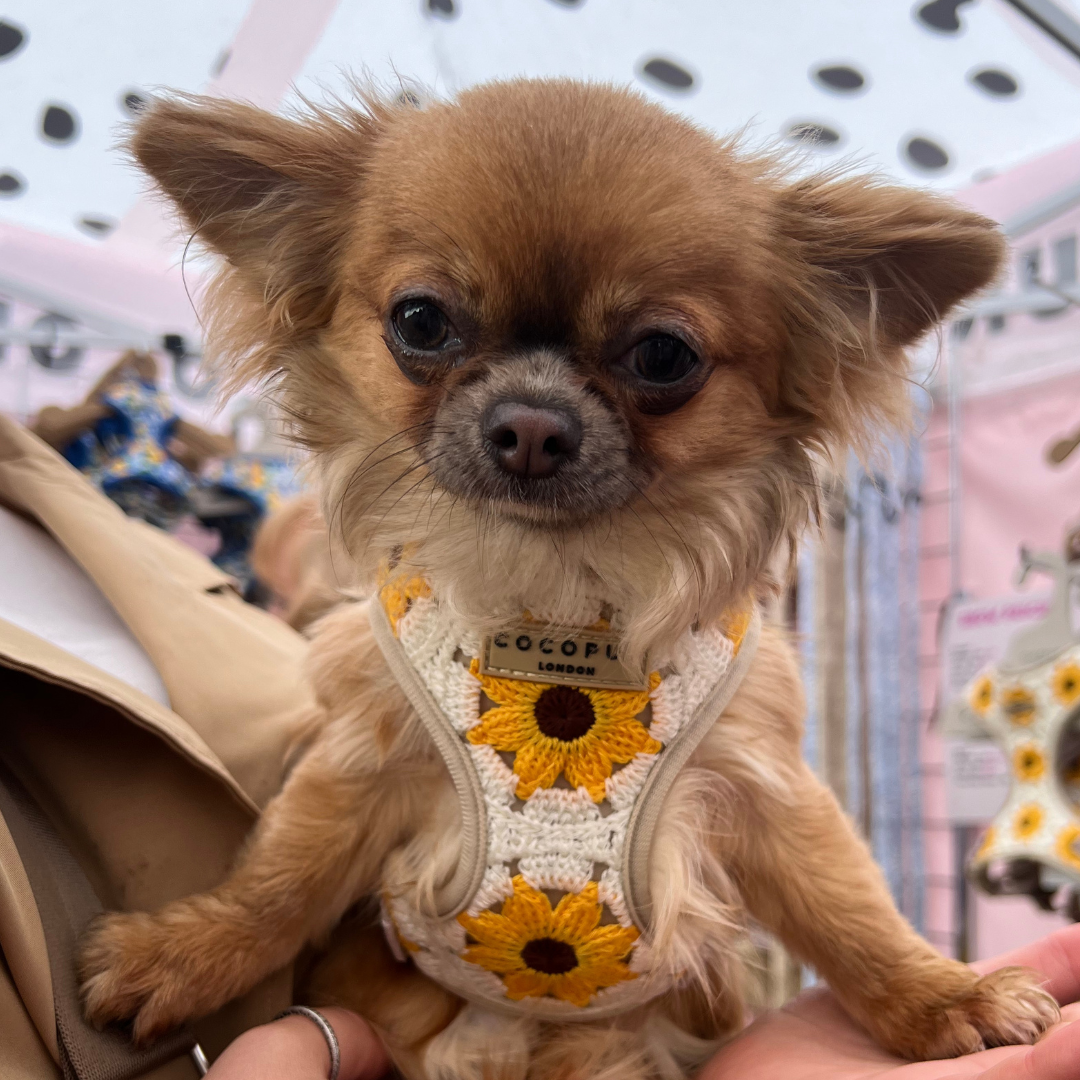 Cocopup London - Sunflower Patch Adjustable Neck Harness